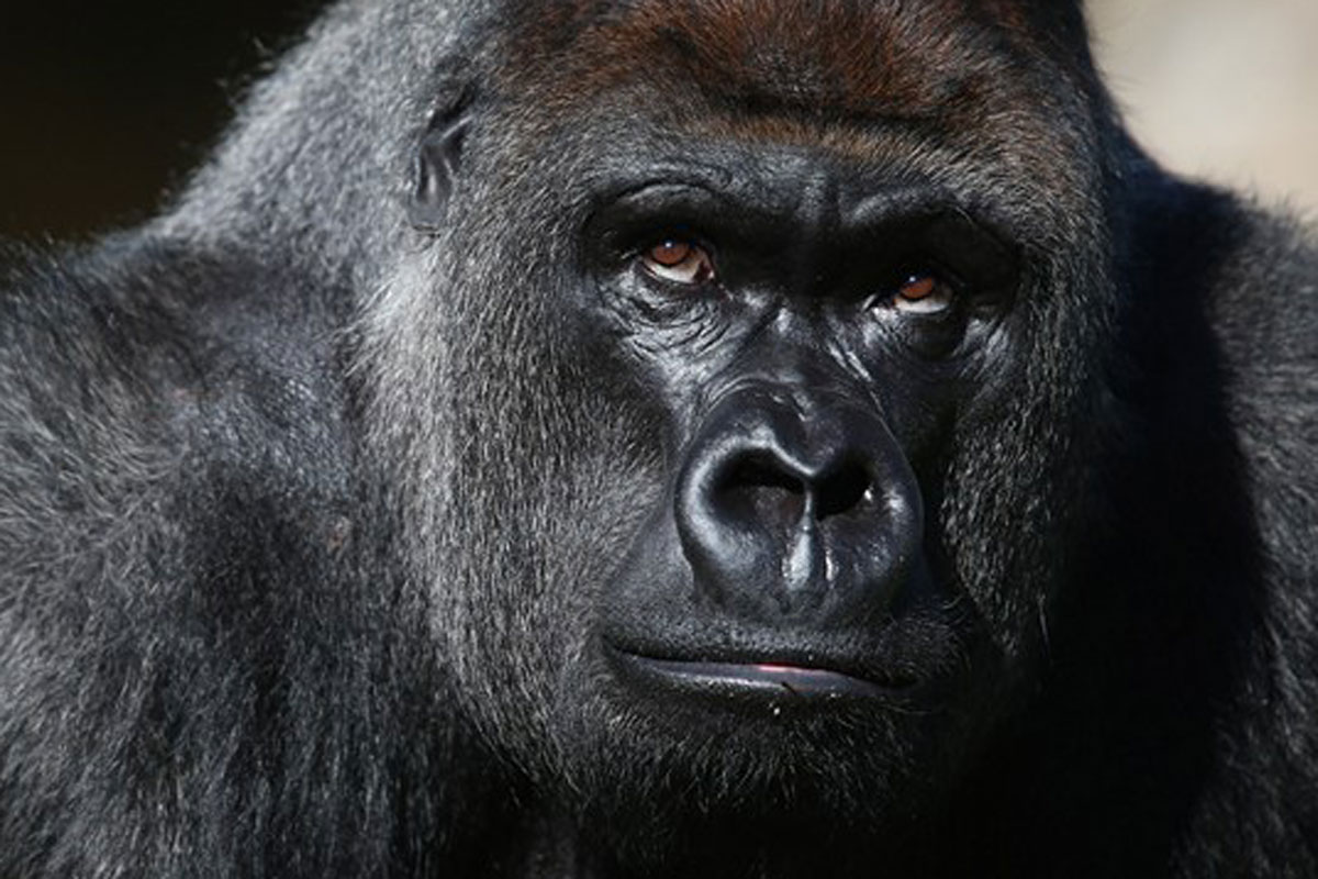How Do You Manage a Gorilla for a Partner?